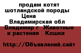 продам котят шотландской породы › Цена ­ 2 500 - Владимирская обл., Владимир г. Животные и растения » Кошки   